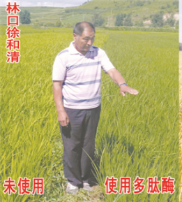 使用對照