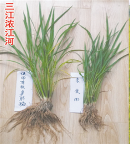 使用對照